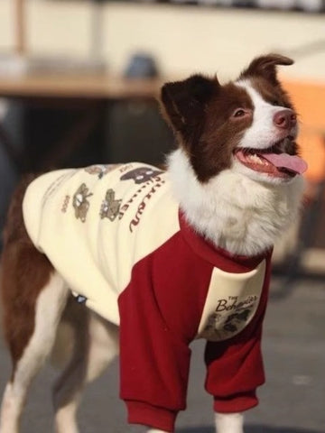 Large dog in a red and cream fleece dog sweatshirt with cartoon bears.