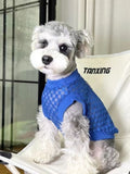 Close-up of a miniature Schnauzer dog wearing a blue checkered knit dog sweater