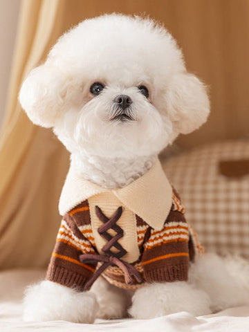 Bichon Frise dog wearing a brown and orange striped knit sweater with a lace-up front detail and a cream collar.