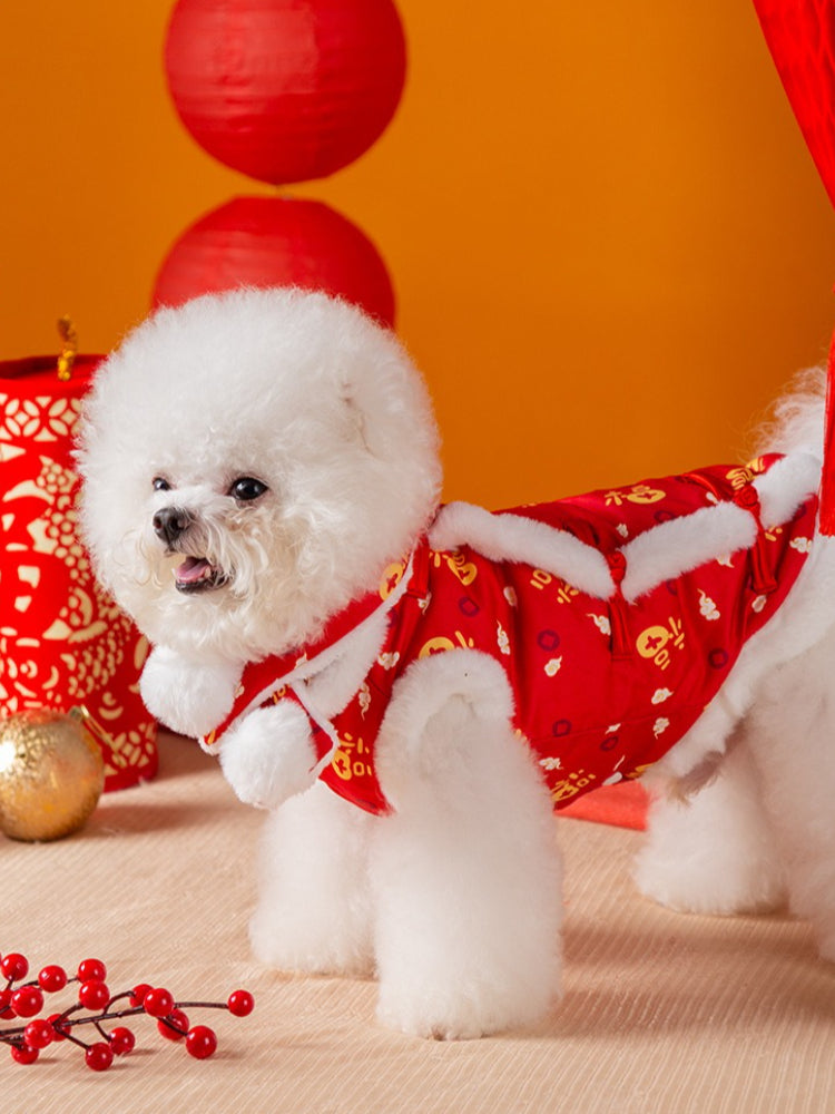 Side view of a Bichon Frise dog wearing a red festive pet vest with white faux fur trim