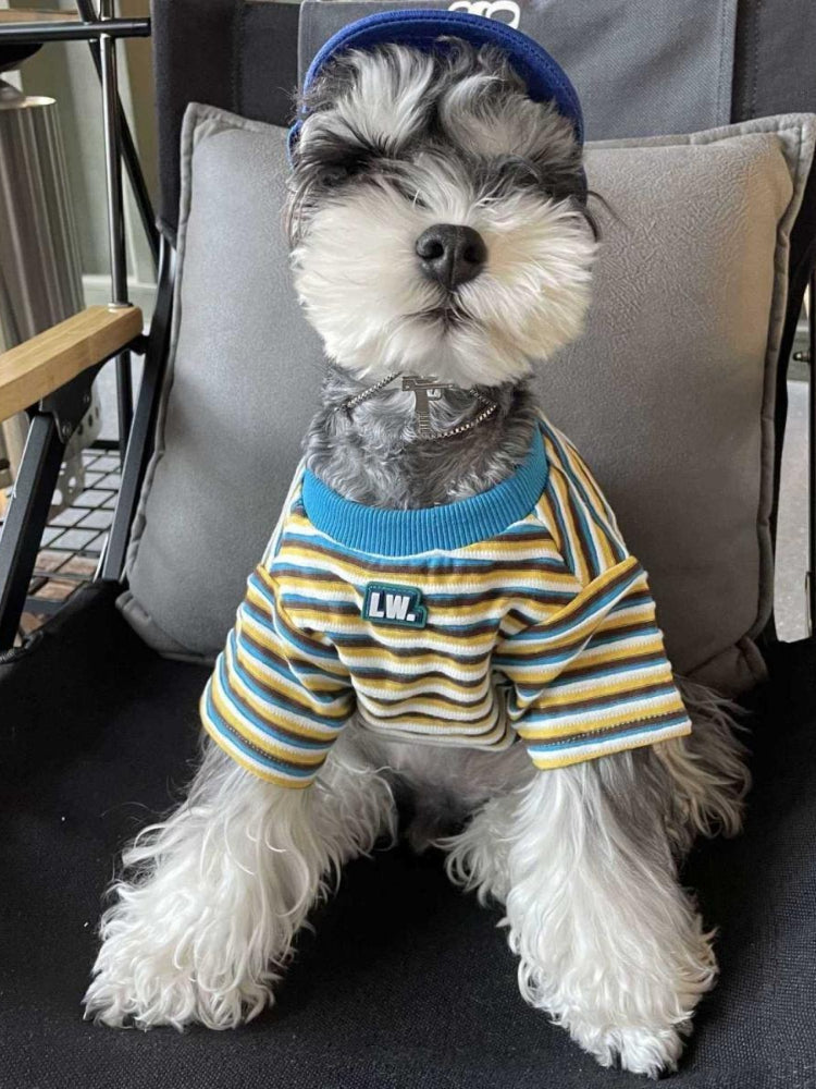 Mini Schnauzer dog wearing a striped pet t-shirt and a blue baseball cap.