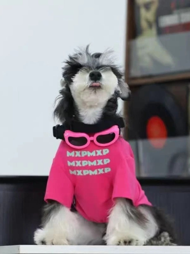A Miniature Schnauzer dog with its tongue out, wearing a bright pink t-shirt and pink sunglasses