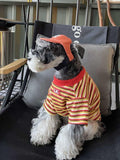 Side view of a Mini Schnauzer dog wearing a red, yellow, and white striped pet t-shirt and an orange baseball cap.
