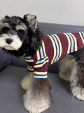Full body view of a miniature schnauzer dog wearing a comfortable striped pet sweater.