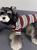 Full body view of a miniature schnauzer dog wearing a comfortable striped pet sweater.
