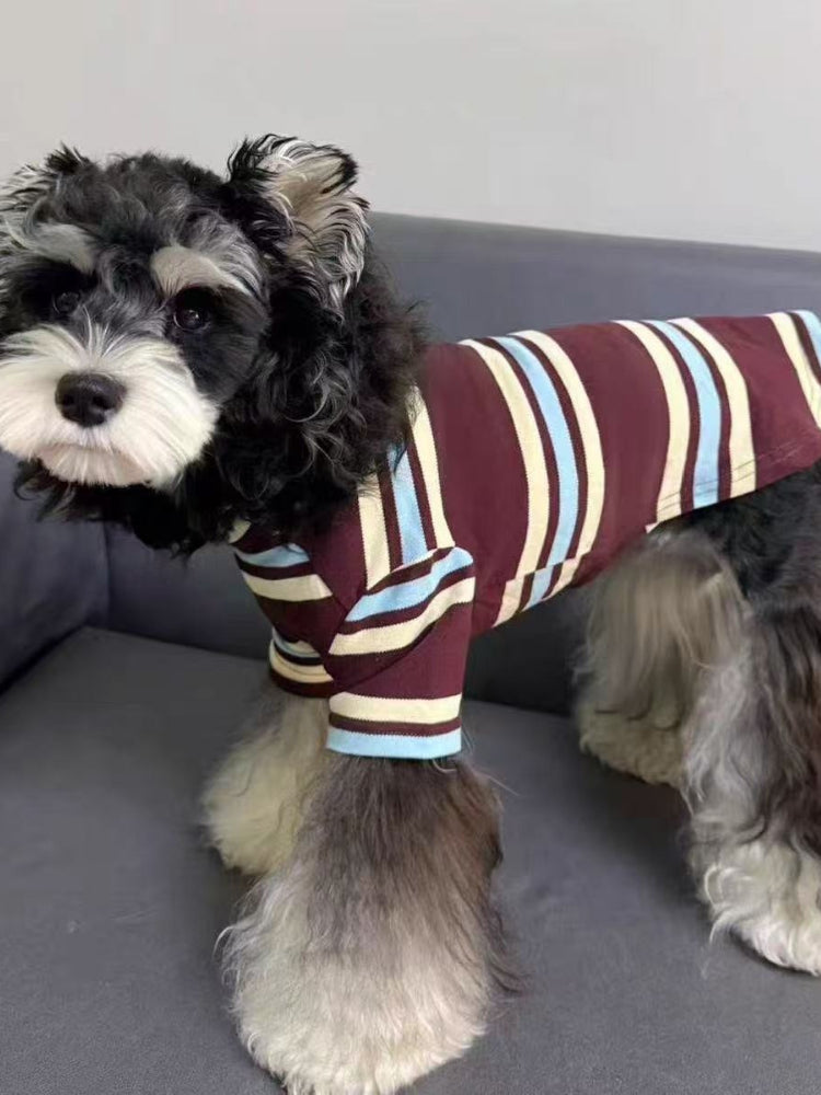 Full body view of a miniature schnauzer dog wearing a comfortable striped pet sweater.