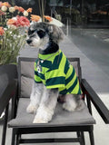Miniature schnauzer sitting in a chair and wearing a green and dark green striped dog t-shirt with a puppy graphic.