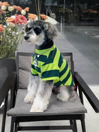 Miniature schnauzer sitting in a chair and wearing a green and dark green striped dog t-shirt with a puppy graphic.