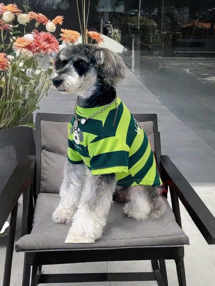 Miniature schnauzer sitting in a chair and wearing a green and dark green striped dog t-shirt with a puppy graphic.
