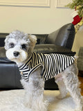 Small dog standing in a black and white striped tank top, looking forward.