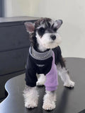 Miniature schnauzer wearing a black and purple dog onesie with a faux chain collar detail.