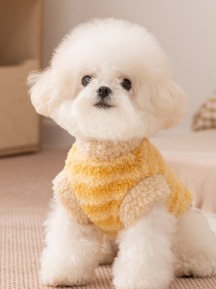 Small white dog wearing a yellow striped fleece vest