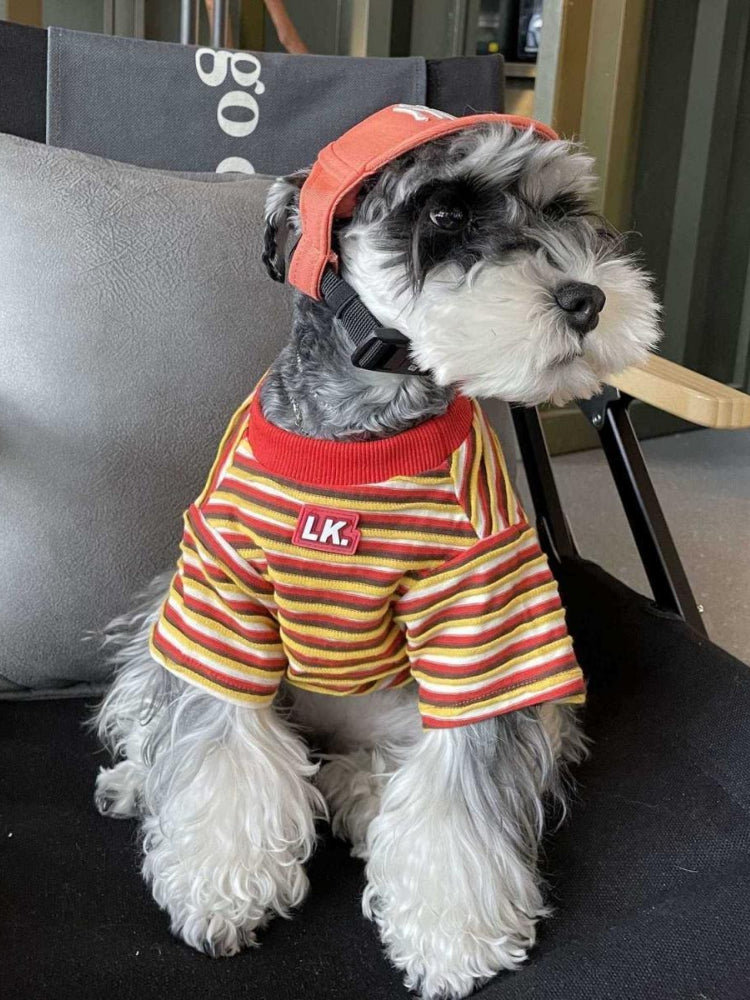 Mini Schnauzer dog wearing a striped pet t-shirt and an orange baseball cap.