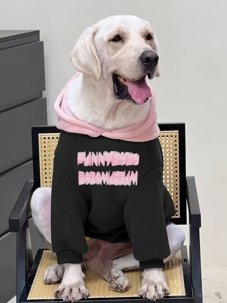Labrador Retriever dog wearing a black hooded sweatshirt with pink text on the back, sitting on a chair.