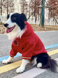 Side profile of a Border Collie dog sitting in a red hoodie
