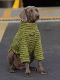 Weimaraner dog wearing a lime green striped pet sweater