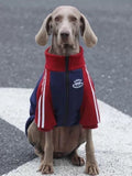 A grey Weimaraner dog sitting and looking forward, wearing a red and navy blue dog jacket with white stripes on the sleeves and a white embroidered logo patch.