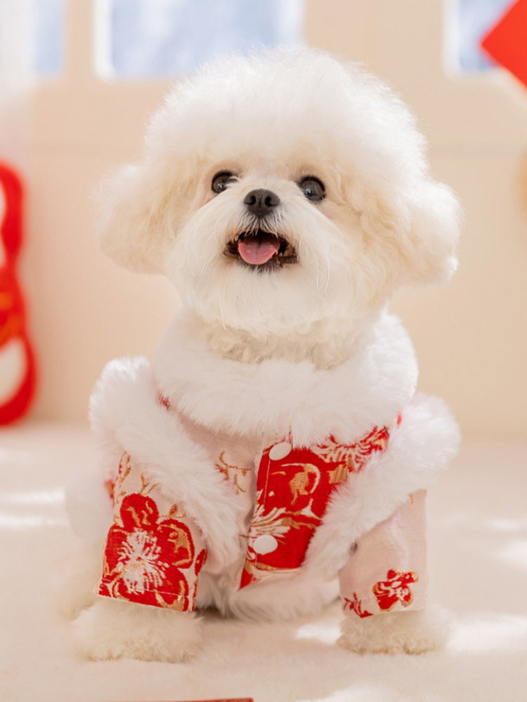 Front view of a small white dog wearing a light pink and red embroidered coat with white faux fur trim and a stand collar.