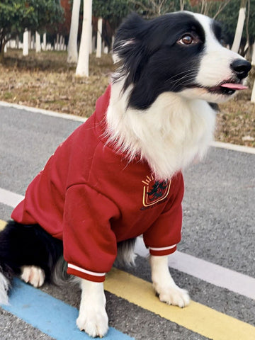 Border Collie dog wearing a red hooded sweatshirt with white cuffs