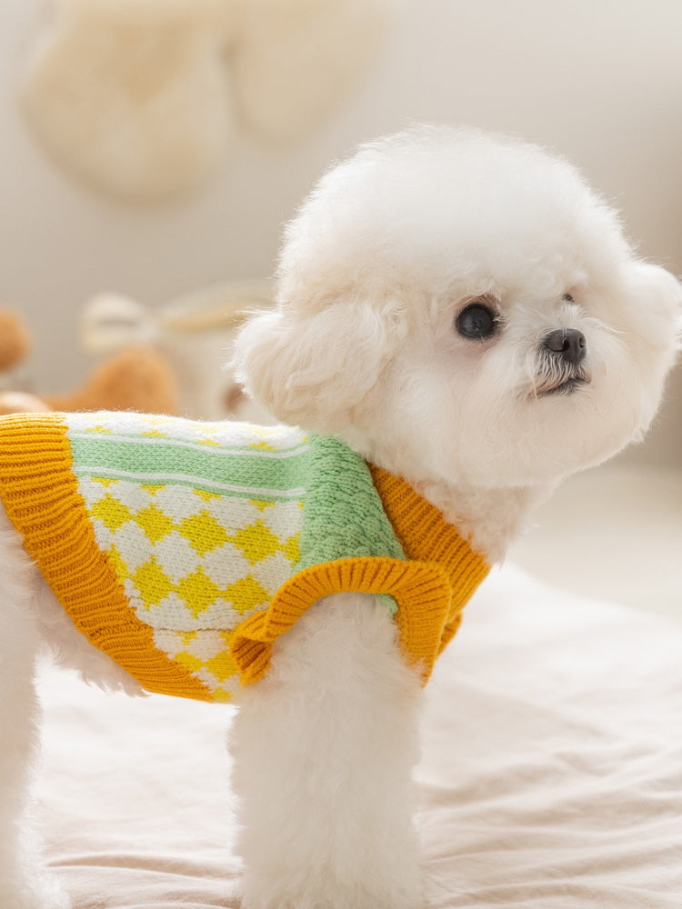 Side view of a small white dog wearing a green and yellow knit sweater