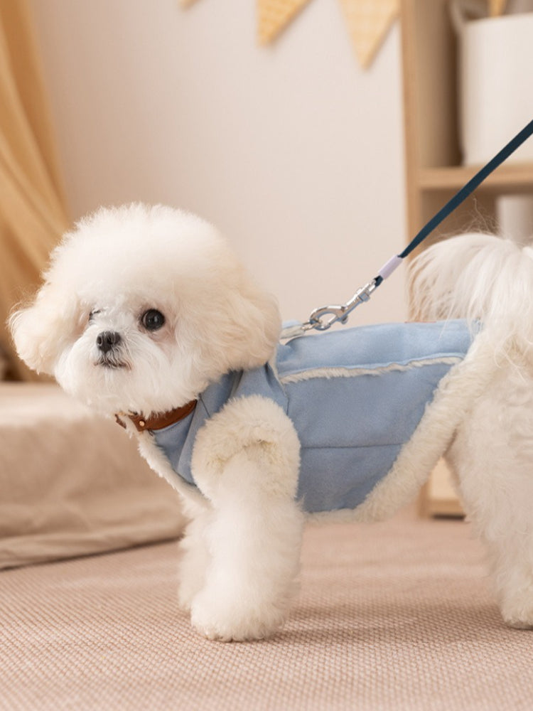 White dog on a leash wearing a blue faux suede vest with fleece lining