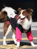 Brown and white Border Collie dog in a black and pink hooded dog sweatshirt, with its tail raised.