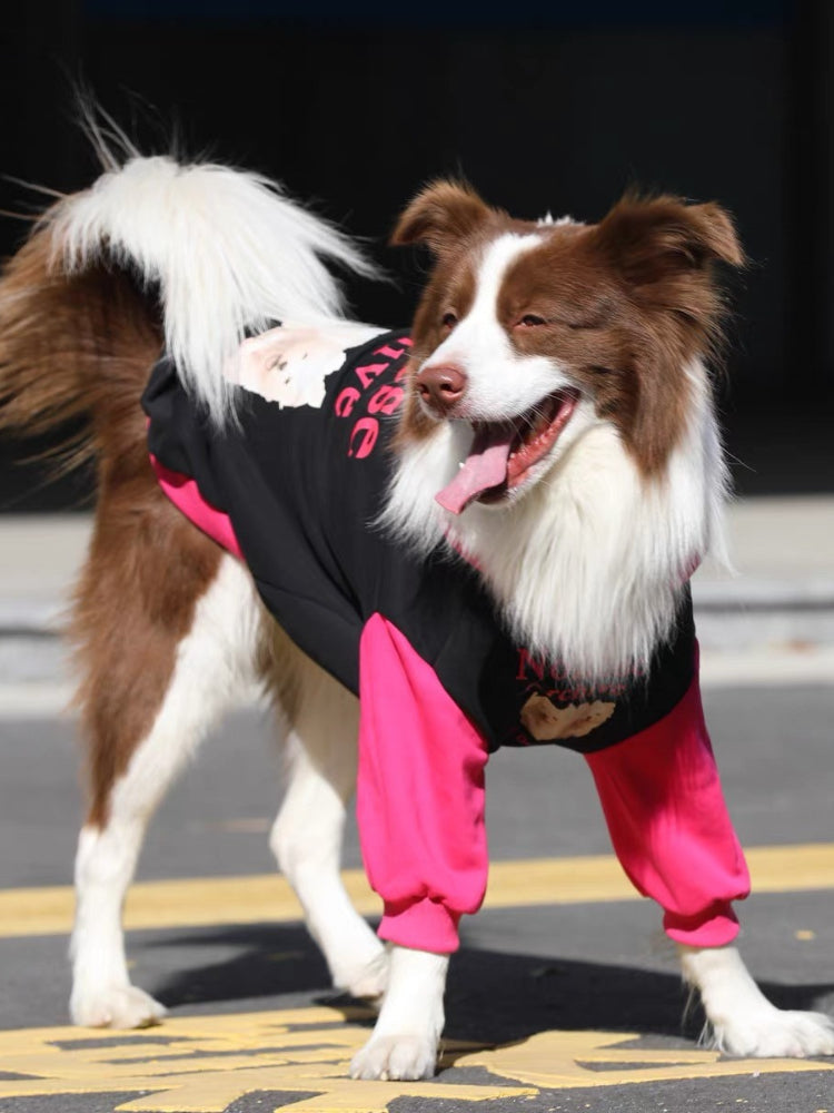 Brown and white Border Collie dog in a black and pink hooded dog sweatshirt, with its tail raised.
