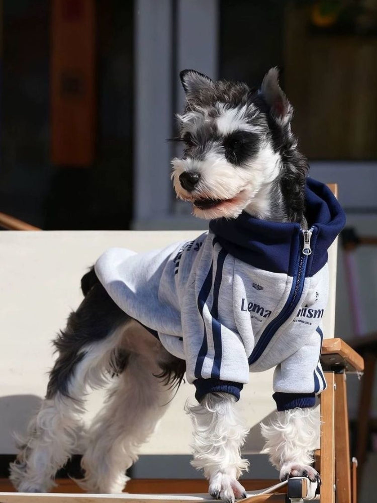 Mini Schnauzer wearing a light gray dog jacket with navy blue hood and zipper.