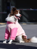 A medium shot of a border collie dog sitting down outdoors, wearing a pink and light pink dog sweatshirt.