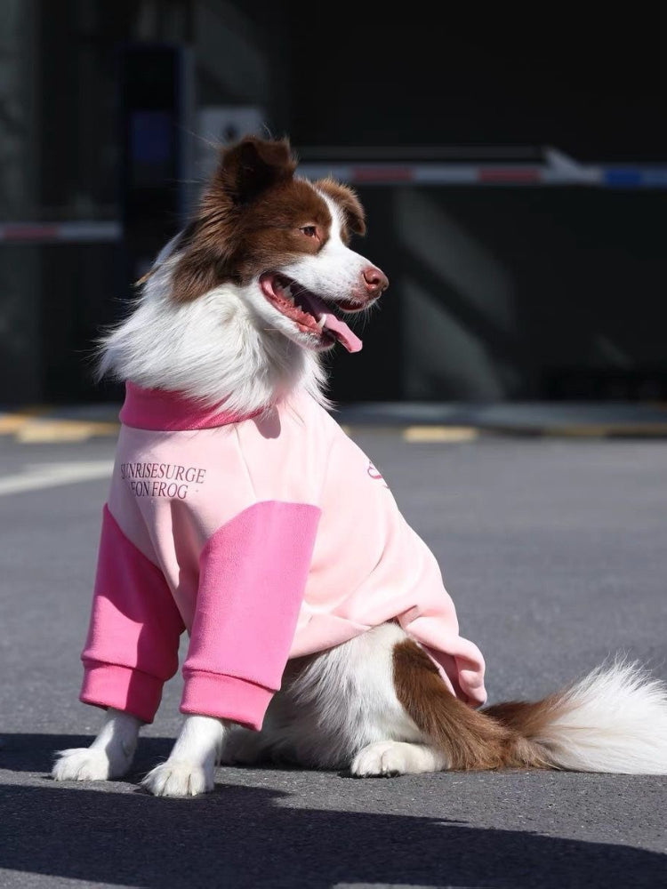 A medium shot of a border collie dog sitting down outdoors, wearing a pink and light pink dog sweatshirt.