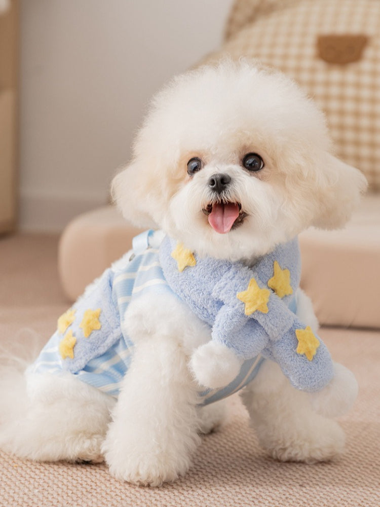 Front view of a white Bichon Frise dog wearing a blue and white striped dog coat with yellow star appliques and a scarf.