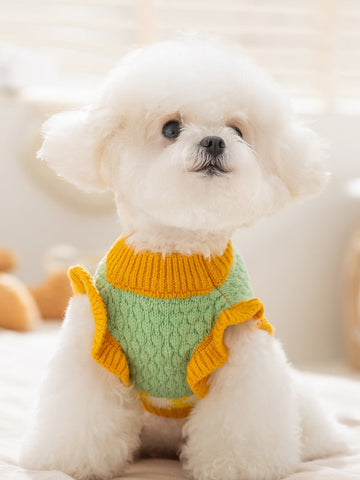 Small white dog wearing a green and yellow knit sweater with ruffle trim