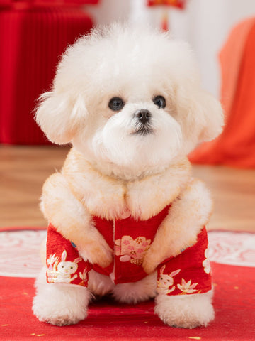 A small white dog wearing a red traditional Chinese-style coat with white faux fur trim and embroidered rabbits and flowers.