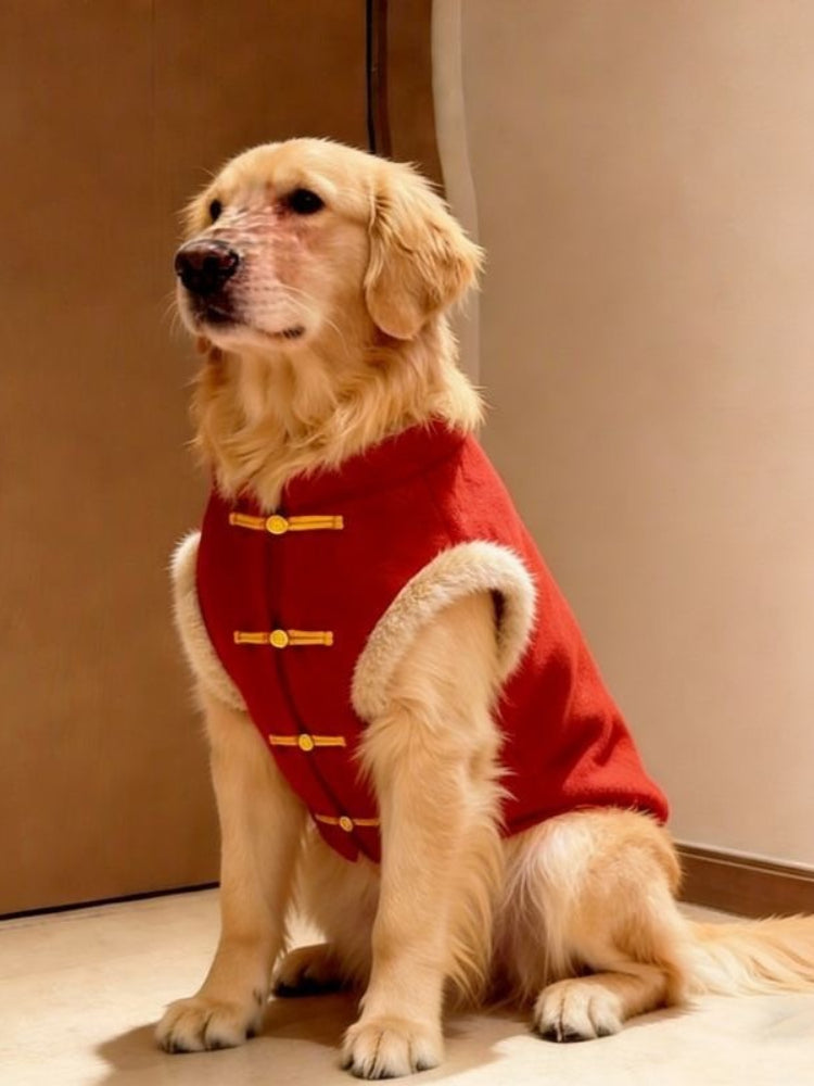 Golden Retriever dog wearing a red sleeveless vest with gold frog button closures and white trim.