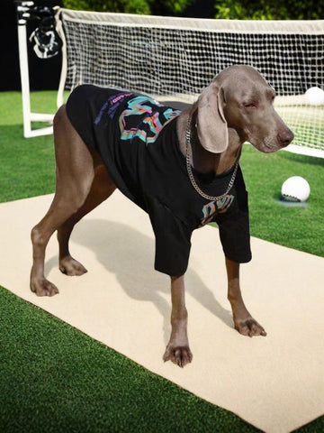 Weimaraner dog wearing a black t-shirt with a colorful graphic print and a silver chain, standing on a mat in front of a soccer net.