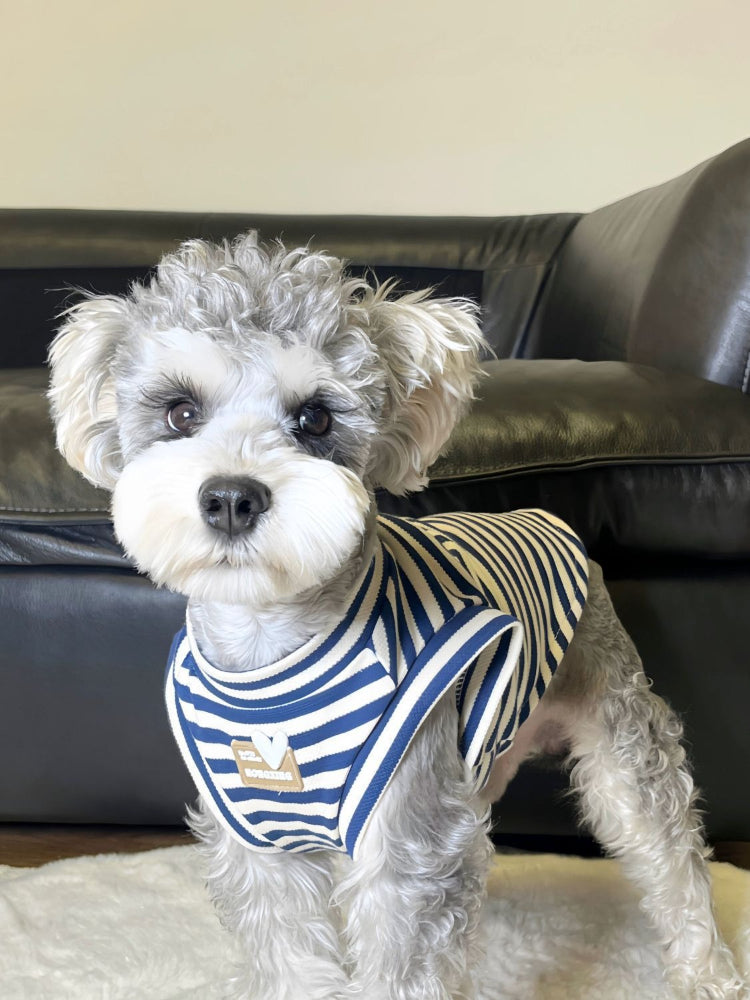 Small dog wearing a blue and white striped tank top with a heart accent.