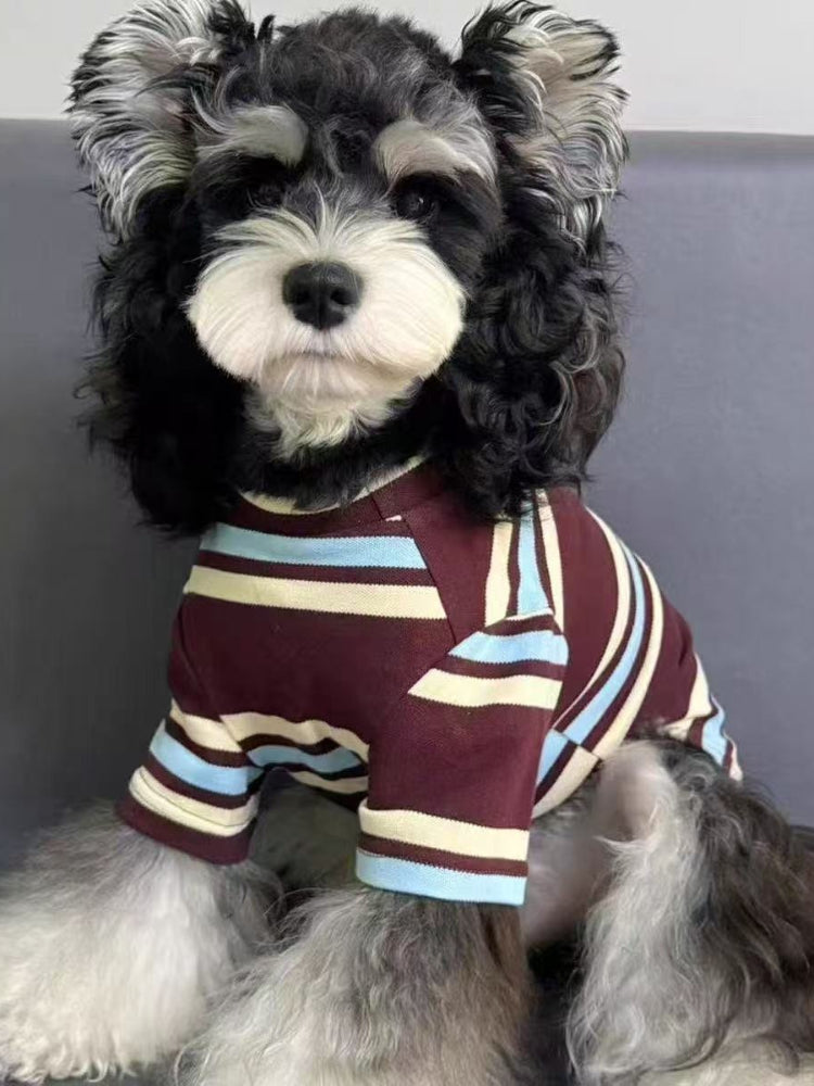 Side view of a miniature schnauzer dog in a striped pet sweater.