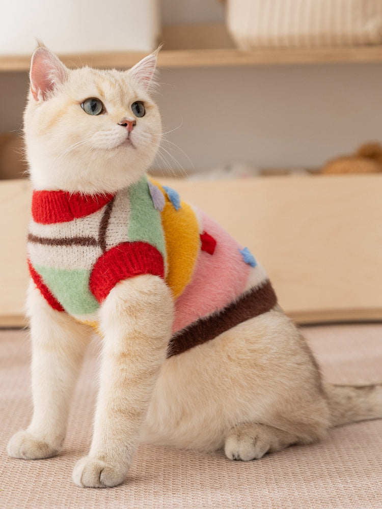 A light-colored cat sits in a colorful striped knit sweater with a crew neck and short sleeves.