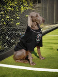 Weimaraner dog wearing a black t-shirt with a colorful graphic print and a silver chain, sitting on grass next to a fence.