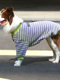 Side view of a dog wearing a purple and green striped sweater.