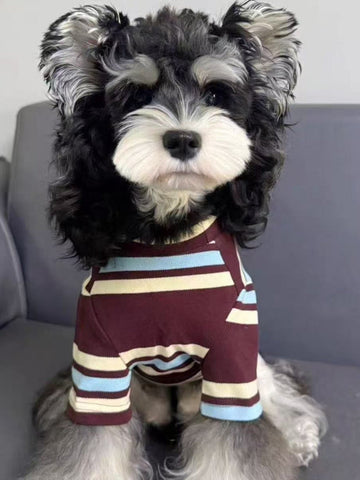 A miniature schnauzer dog wears a striped pet sweater with maroon, cream, and light blue stripes.