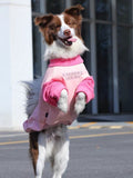 A border collie dog in a pink and light pink dog sweatshirt is in a playful pose, lifting its front paws.