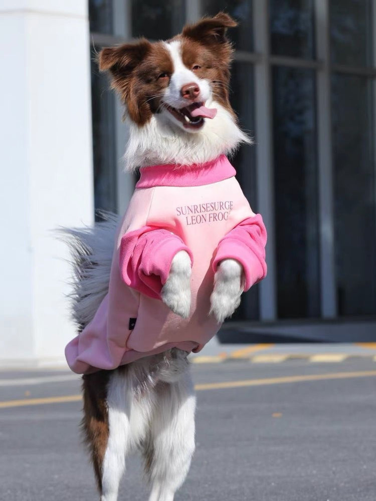 A border collie dog in a pink and light pink dog sweatshirt is in a playful pose, lifting its front paws.
