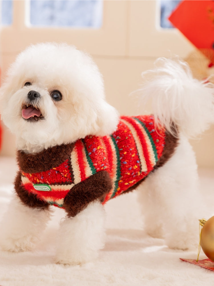 White Bichon Frise dog wearing a red, green, and white striped knit sweater with brown fuzzy trim.