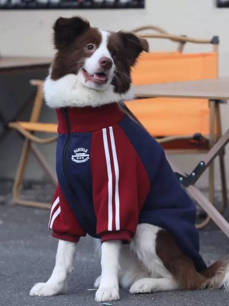 A brown and white Border Collie wearing a red and navy blue dog jacket with white stripes on the sleeves and a white embroidered logo patch.