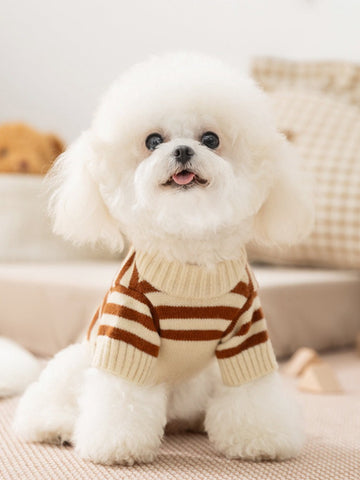 A small white dog wearing a cream and brown striped knit sweater with a crew neck and short sleeves.