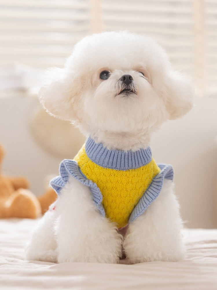Small white dog wearing a yellow and blue knit sweater with ruffle trim