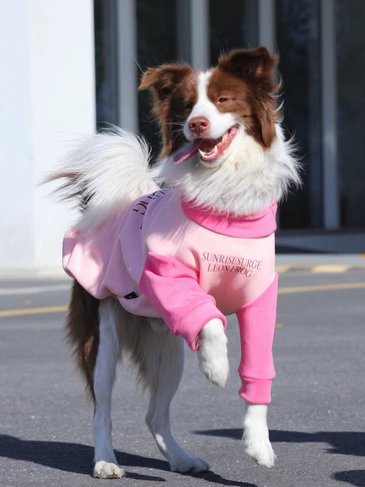 A border collie dog in a pink and light pink dog sweatshirt is standing on its hind legs, showing off the apparel.