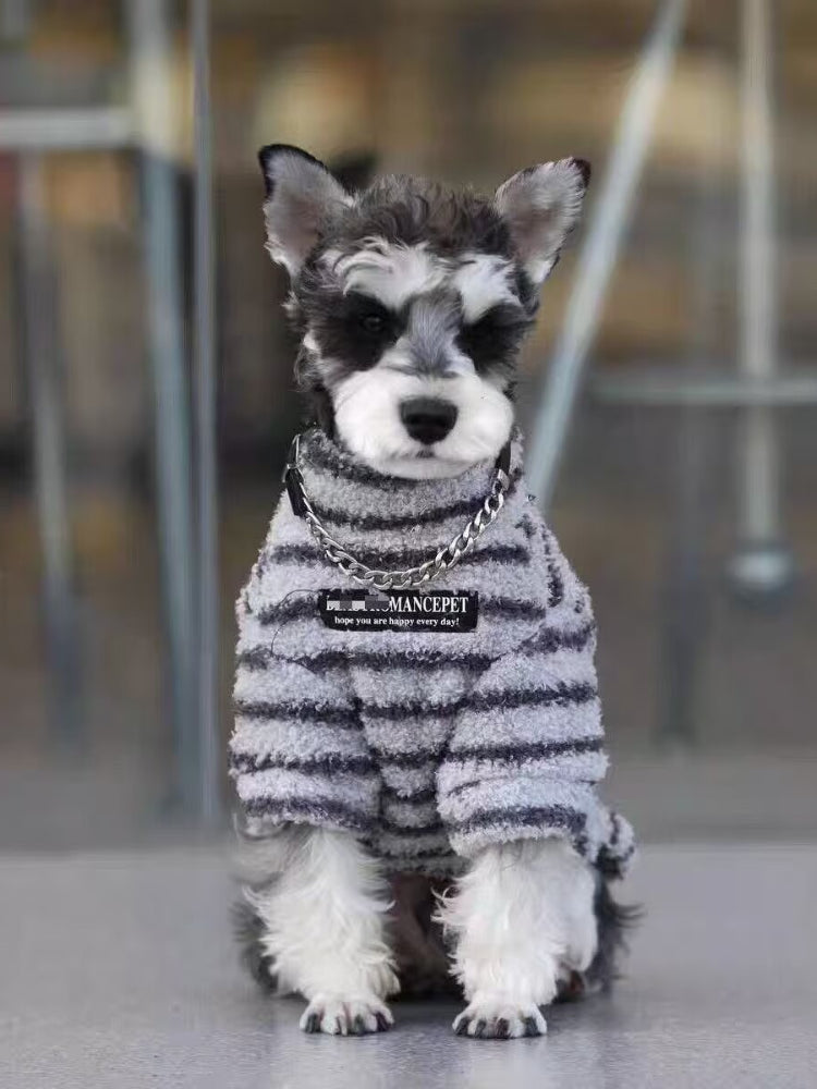 Small dog wearing a grey and white striped terry cloth sweater with a decorative metal chain around the neck.