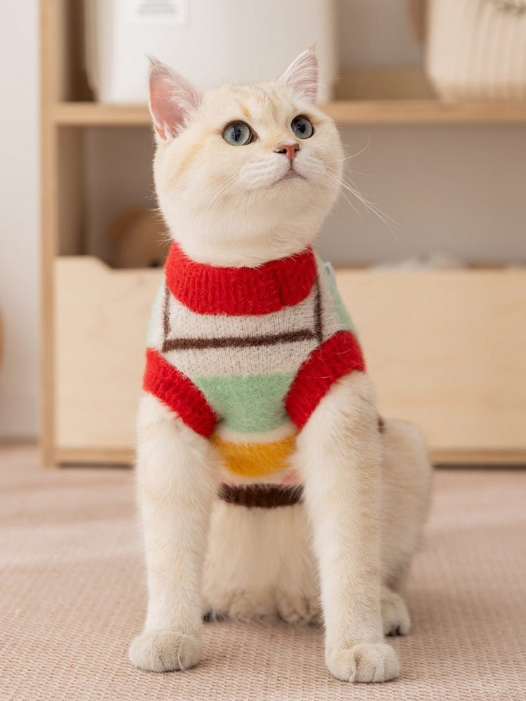A light-colored cat wears a colorful striped knit sweater with red, green, yellow, and pink stripes.
